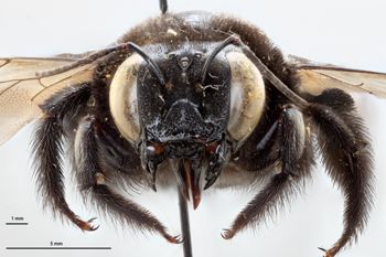 Media type: image;   Entomology 810851 Aspect: head frontal view